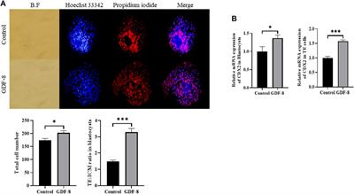 GDF-8 improves in vitro implantation and cryo-tolerance by stimulating the ALK5-SMAD2/3 signaling in bovine IVF embryo development